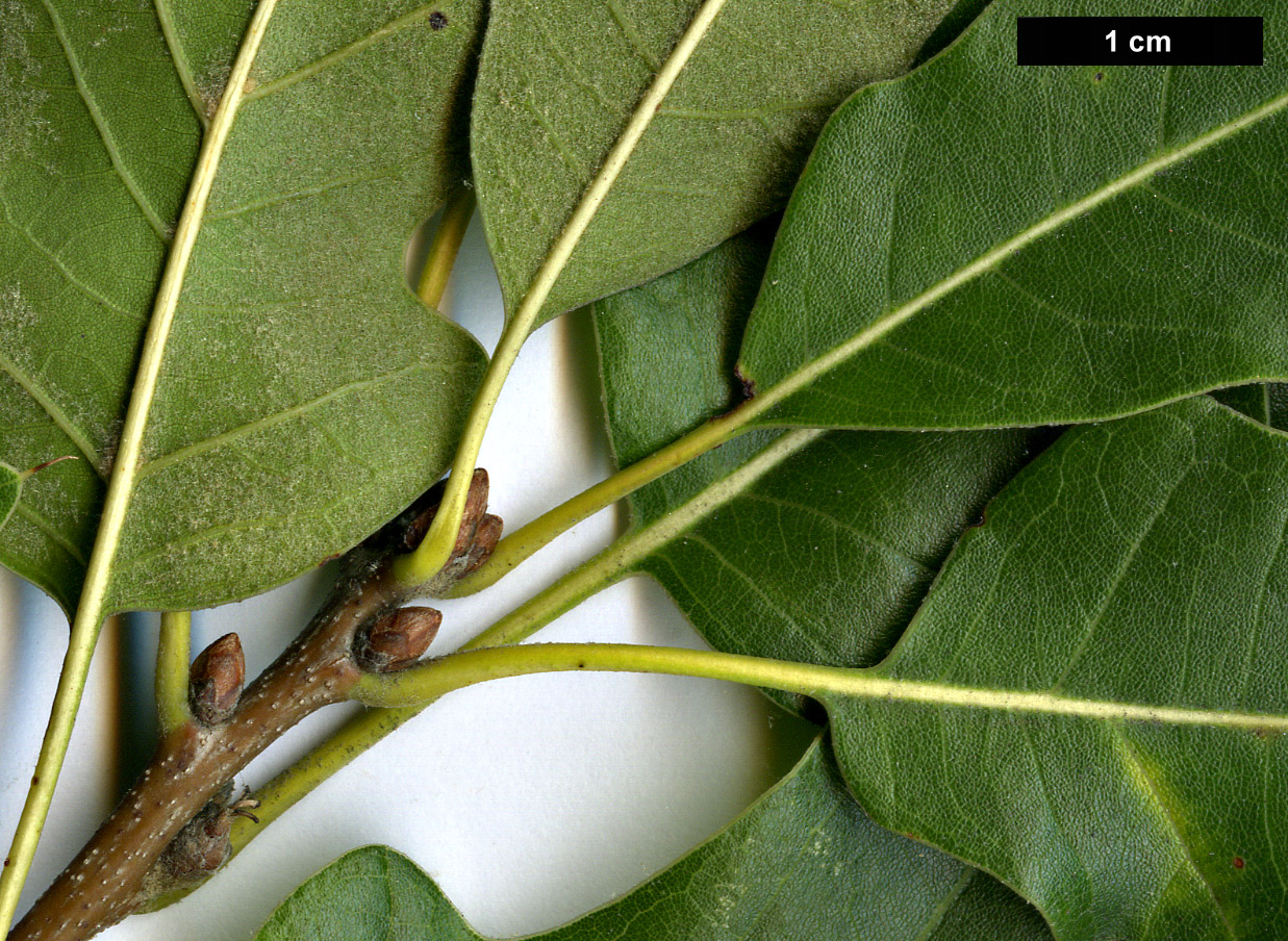 High resolution image: Family: Fagaceae - Genus: Quercus - Taxon: ×runcinata (Q.imbricaria × Q.rubra)